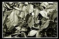 Picture Title - Leaves #5