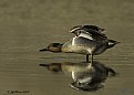 Picture Title - Green-winged Teal