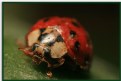 Picture Title - Lady Bug