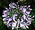 Agapanthus 1