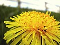 Picture Title - Dandelion Spring