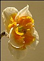 Picture Title - Daffodils 