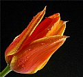 Picture Title - donald duck tulip
