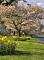 Picture Title - Blooming Trees