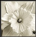 Picture Title - Daffodil 