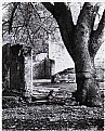 Picture Title - morning, ruin and a tree