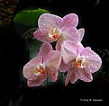 Picture Title - Phalenopsis Orchids (d1005)