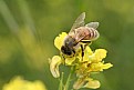Picture Title - Pollen