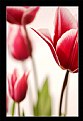 Picture Title - Tulips