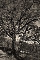 Picture Title - Old oak