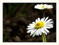 Picture Title - Bellis perennis