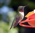 Picture Title - Hummer 2