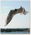 Picture Title - Seagull