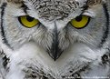 Picture Title - Samantha -- Great Horned Owl