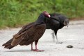 Picture Title - Pair of Vultures