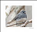 Picture Title - Curious Junco