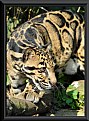 Picture Title - Clouded leopard