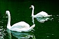 Picture Title - Swans