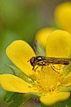 Picture Title - insect on yellow flower
