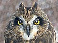 Picture Title - Short-Eared Owl 07-2