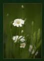 Picture Title - Stitchwort