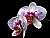 Moon Orchid