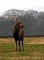 Picture Title - Traditional Stag