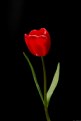 Picture Title - Red Tulip II