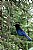 steller's jay