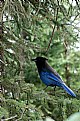 Picture Title - steller's jay