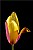 duotone tulip