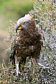 Picture Title - Kea Bird