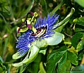 Picture Title - Blue Crown Passion Flower
