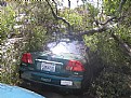 Picture Title - Tree Fallen On Car