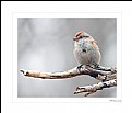 Picture Title - Special Sparrow
