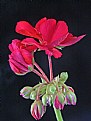 Picture Title - Geranium #2