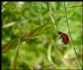 Picture Title - Ladybug