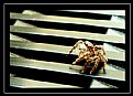 Picture Title - Salticidae