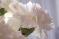 Picture Title - Carnation
