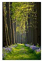 Picture Title - blue bell lane