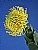 Pincushion Protea #6
