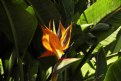 Picture Title - Bird of Paradise