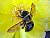 Bee on cactus flower