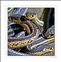 Picture Title - Snakes Alive