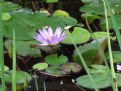 Picture Title - Water Lilly & the Grubs