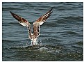 Picture Title - Crested Tern