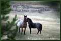 Picture Title - Wild horses in meadow