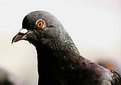 Picture Title - Pigeon