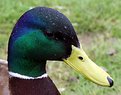 Picture Title - Portrait of a duck.