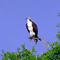 Picture Title - Osprey